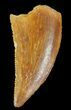 Serrated, Raptor Tooth - Morocco #72611-1